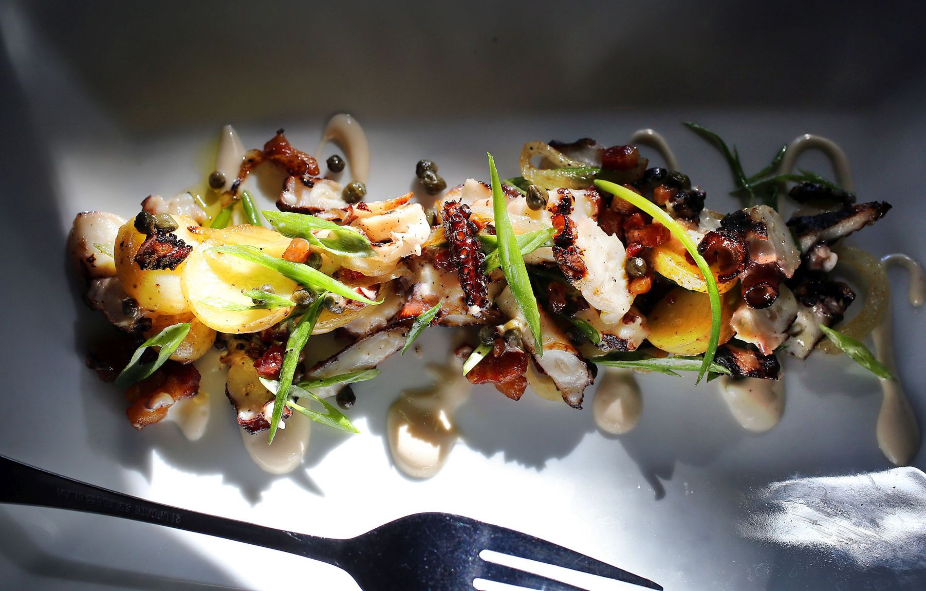 Wild Olive octopus